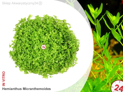 IN-VITRO HEMIANTHUS MICRANTHEMOIDES Kubek 10cm lub 9x6cm - Uprawa In Vitro