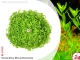 IN-VITRO HEMIANTHUS MICRANTHEMOIDES Kubek 10cm lub 9x6cm - Uprawa In Vitro
