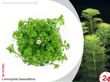 IN-VITRO LIMNOPHILA SESSILIFLORA Kubek 10cm - Uprawa In Vitro