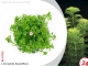 IN-VITRO LIMNOPHILA SESSILIFLORA Kubek 10cm - Uprawa In Vitro