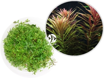 IN-VITRO Limnophila Aromatica - Wysoka roślina, czerwona, pachnąca, na trzeci plan