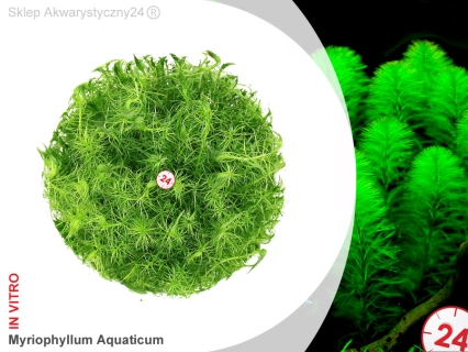 IN-VITRO MYRIOPHYLLUM AQUATICUM Kubek 10cm - Uprawa In Vitro