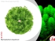 IN-VITRO MYRIOPHYLLUM AQUATICUM Kubek 10cm - Uprawa In Vitro