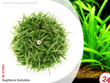 IN-VITRO SAGITTARIA SUBULATA Kubek 10cm - Uprawa In Vitro
