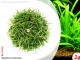 IN-VITRO SAGITTARIA SUBULATA Kubek 10cm - Uprawa In Vitro
