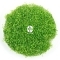 IN-VITRO Elatine Hydropiper - Trawnik, roślina trawnikowa, zielona