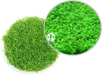 IN-VITRO Elatine Hydropiper - Trawnik, roślina trawnikowa, zielona