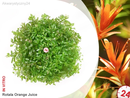 IN-VITRO ROTALA ROTUNDIFOLIA ORANGE JUICE Kubek 10cm - Uprawa In Vitro
