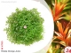 IN-VITRO ROTALA ROTUNDIFOLIA ORANGE JUICE Kubek 10cm - Uprawa In Vitro