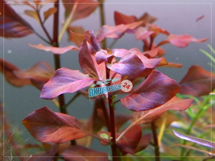 ROŚLINY AKWARIOWE LUDWIGIA PALUSTRIS RED 3-5 sztuk