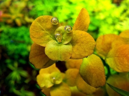 ROŚLINY AKWARIOWE LUDWIGIA MARILLIA