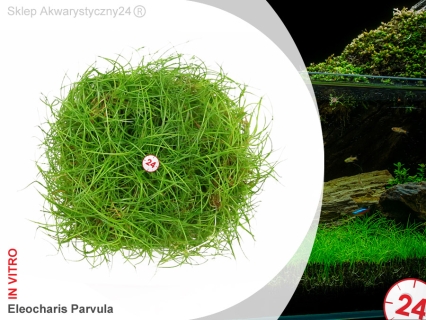 IN-VITRO ELEOCHARIS PARVULA Kubek 10cm - Uprawa In Vitro