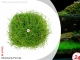 IN-VITRO ELEOCHARIS PARVULA Kubek 10cm - Uprawa In Vitro