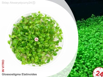 IN-VITRO GLOSSOSTIGMA ELATINOIDES Kubek 10cm lub 9x6cm - Uprawa In Vitro
