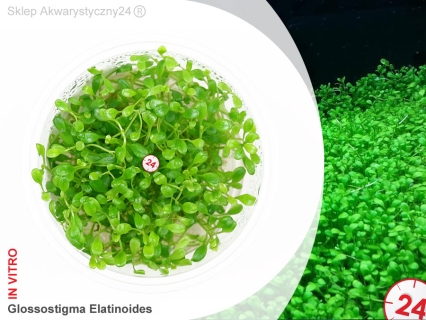 IN-VITRO GLOSSOSTIGMA ELATINOIDES Kubek 10cm lub 9x6cm - Uprawa In Vitro