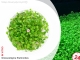 IN-VITRO GLOSSOSTIGMA ELATINOIDES Kubek 10cm lub 9x6cm - Uprawa In Vitro