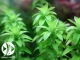 ROŚLINY AKWARIOWE Tonina Fluviatilis spp 1 Roślina akwariowa z uprawy podwodnej 3 sztuki