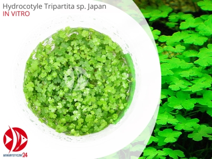 IN-VITRO HYDROCOTYLE TRIPARTITA JAPAN Kubek 10cm - Uprawa In Vitro