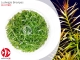 IN-VITRO LUDWIGIA BREVIPES Kubek 10cm - Uprawa In Vitro