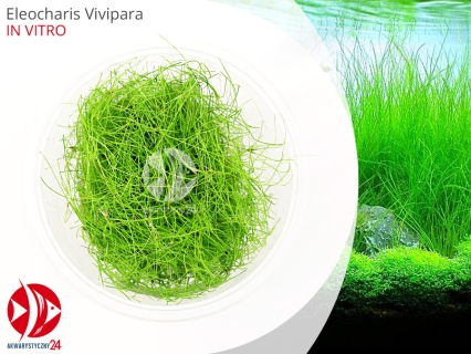 IN-VITRO ELEOCHARIS VIVIPARA Kubek 10cm - Uprawa In Vitro