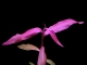 ROŚLINY AKWARIOWE POLYGONUM Sao Paulo