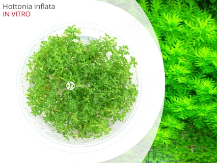 IN-VITRO Hottonia inflata Kubek 10cm - Uprawa In Vitro