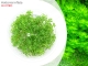 IN-VITRO Hottonia inflata Kubek 10cm - Uprawa In Vitro