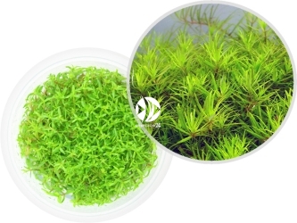 IN-VITRO Limnophila Vietnam - Niska roślina, zielona, na pierwszy, drugi plan