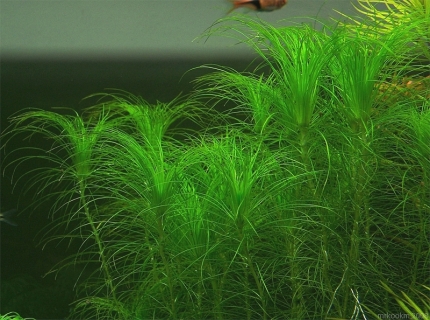 ROŚLINY AKWARIOWE ERIOCAULON SETACEUM