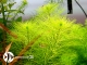 ROŚLINY AKWARIOWE Myriophyllum aquaticum var. Santa Catarinense