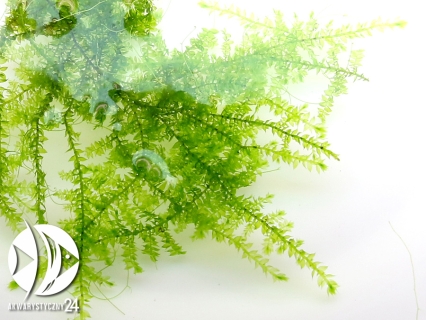 ROŚLINY AKWARIOWE Vesicularia sp. Mini Christmas Moss