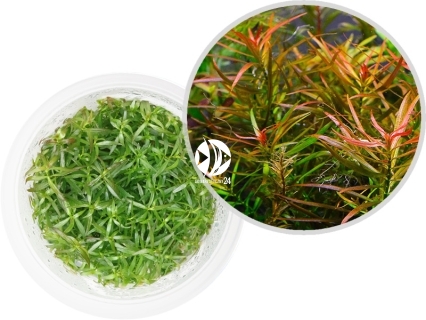 IN-VITRO Ludwigia Brevipes - Roślina czerwona, pomarańczowa, łatwa w uprawie, na trzeci plan