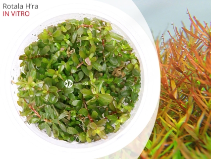 IN-VITRO ROTALA H'RA Kubek 5cm - Uprawa In Vitro