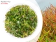IN-VITRO ROTALA H'RA Kubek 5cm - Uprawa In Vitro