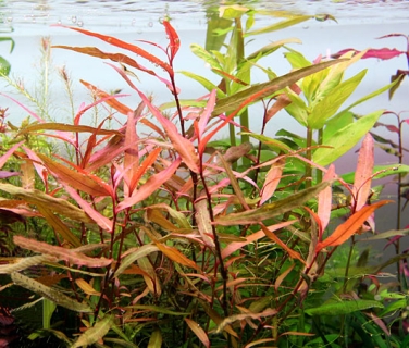 ROŚLINY AKWARIOWE Zestaw Roślin - 10 sztuk roślin wybranych z naszych akwariów.