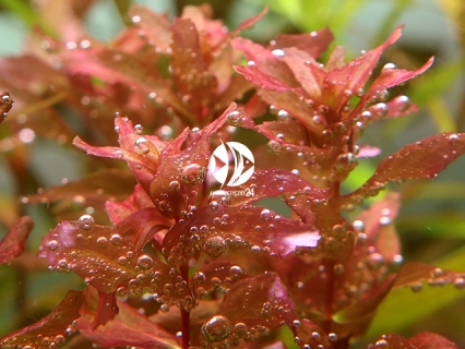 ROŚLINY AKWARIOWE ROTALA MACRANDRA 'BUTTERFLY'