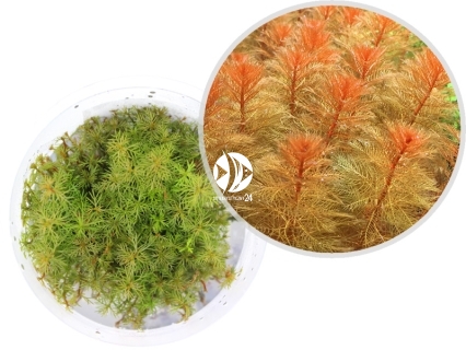 IN-VITRO Myriophyllum Tuberculatum - Roślina pomarańczowa, czerwona, pierzastolistna, łatwa w uprawie, na trzeci plan