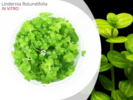 IN-VITRO Lindernia rotundifolia Kubek 10cm - Uprawa In Vitro