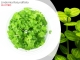 IN-VITRO Lindernia rotundifolia Kubek 10cm - Uprawa In Vitro