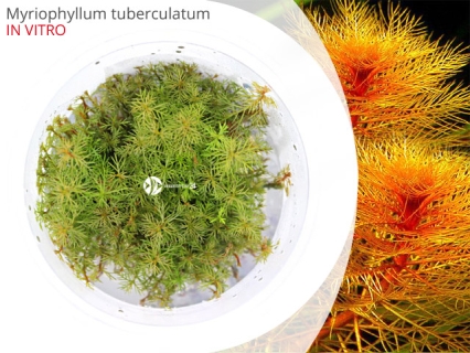 IN-VITRO Myriophyllum tuberculatum Kubek 10cm - Uprawa In Vitro