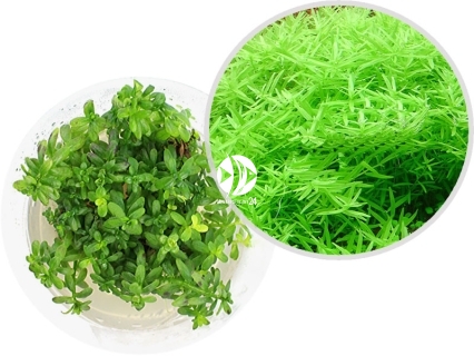 IN-VITRO Rotala Rotundifolia Green - Roślina zielona, łatwa w uprawie, na drugi, trzeci plan