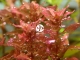 ROŚLINY AKWARIOWE ROTALA MACRANDRA mini Type 4