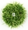 IN-VITRO Sagittaria Subulata - Roślina zielona, trawa ozdobna, łatwa w uprawie