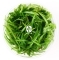 IN-VITRO Sagittaria Subulata - Roślina zielona, trawa ozdobna, łatwa w uprawie