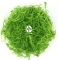 IN-VITRO Myriophyllum Simulans - Wysoka roślina zielona, pierzastolistna, łatwa w uprawie