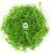 IN-VITRO Myriophyllum Simulans - Wysoka roślina zielona, pierzastolistna, łatwa w uprawie
