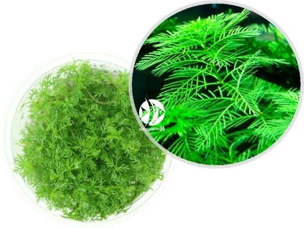 IN-VITRO Myriophyllum Mattogrossense - Wysoka roślina łodygowa, zielona, na trzeci plan