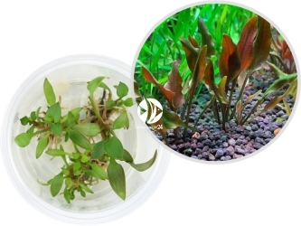 IN-VITRO Cryptocoryne Lutea Hobbit - Łatwa roślina, na pierwszy, drugi plan