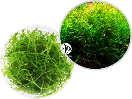 IN-VITRO Java Moss - Mech, roślina na korzeń, skałę, łatwa w uprawie