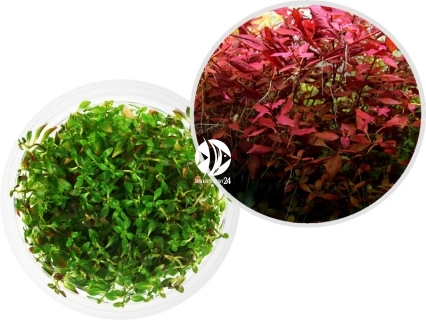 IN-VITRO Ludwigia Super Mini Red - Roślina łodygowa, czerwona, bordowa, na drugi, trzeci plan